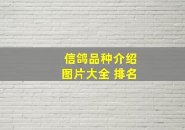 信鸽品种介绍图片大全 排名